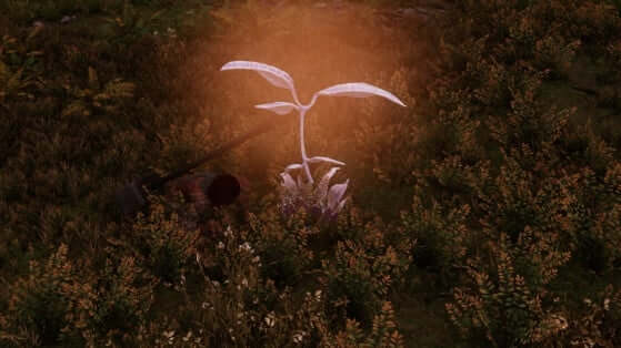 magical plant